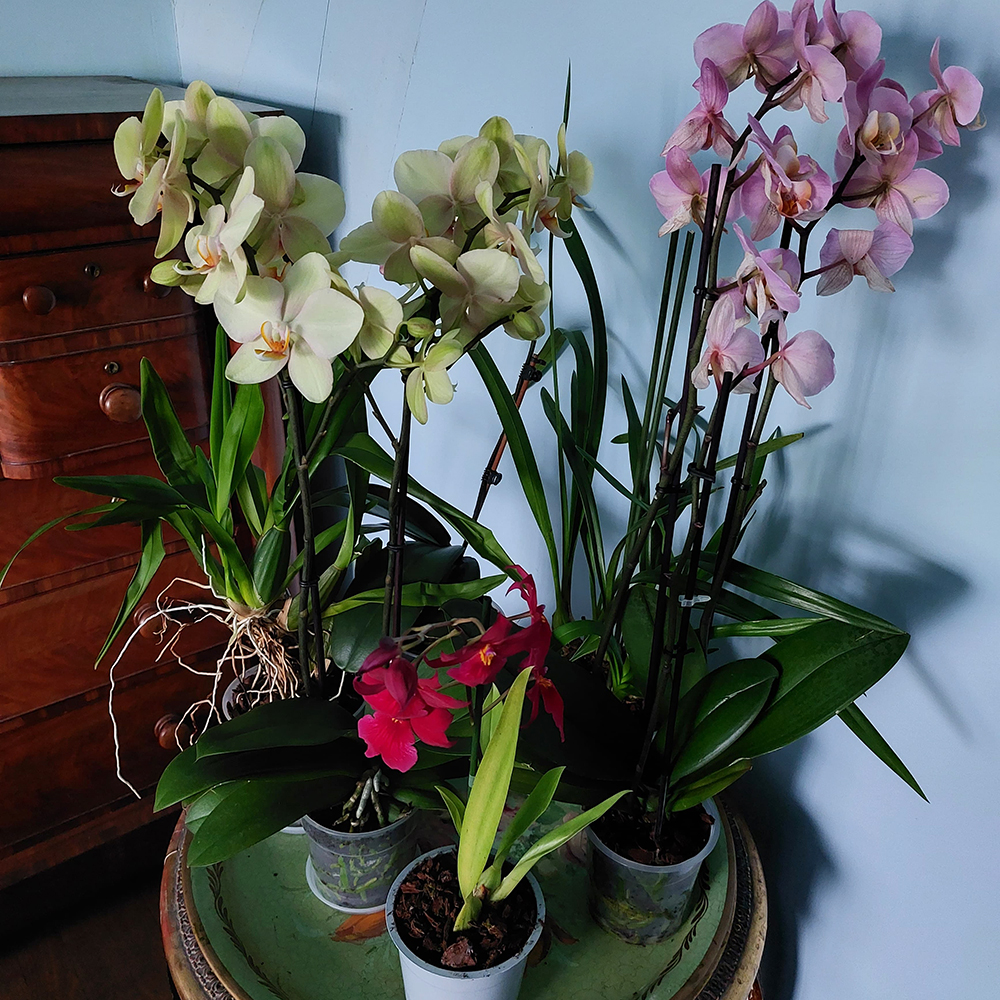 Dans notre bureau - Orchidées